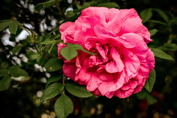 Garden pink rose on a bush. Beautiful bud
