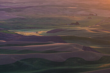 Sunset view of the rolling hills and wheat field in Palouse region, in Washington, USA.