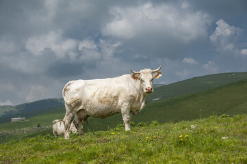 cows portrait