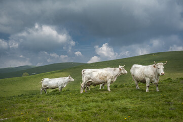 Fototapeta na wymiar italian with cows