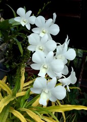 white orchid flower