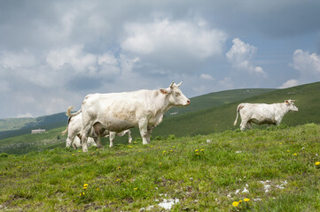 italian cows