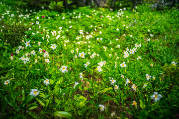 The typical avalanche lilies growing in the meadows of Mount Rainier, in Washington.