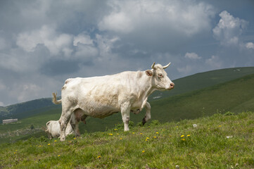 cow in the mountains