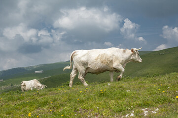 cows in the meadow