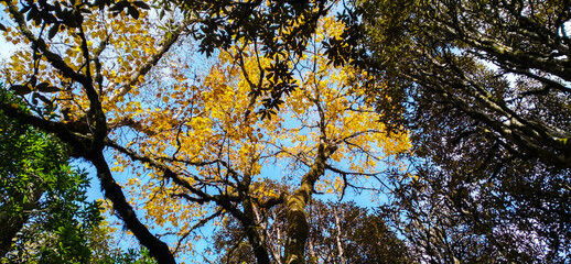 autumn leaves against blue sky