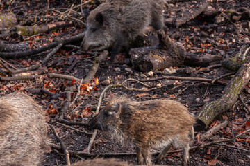 Wildschweine in Wald