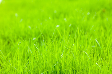 Lawn from young grass. Copy space for text.