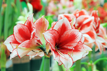 Hippeastrum rutilum flower