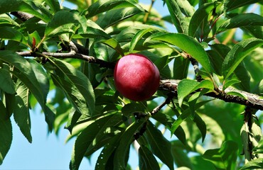 真っ赤なすもも