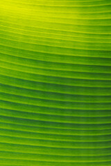 Zdiecie liścia wykonane w dużym zbliżaniu aby pokazać w całości teksturę  i żywe odcienie zieleni-to zdięci nadaję się na tło lub jako tekstura oddająca piękno koloru i natury © Pawel Pendzialek