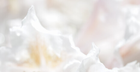 Obraz na płótnie Canvas Soft focus, abstract floral background, white Rhododendron flower petals. Macro flowers backdrop for holiday brand design