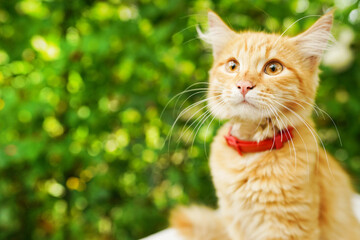 Naklejka na ściany i meble Cute red cat in red collar sitting outdoors on natural background