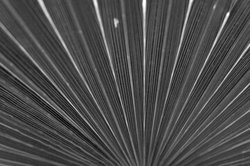 Obraz premium Palm leaf texture bakground close up