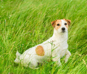 Dog Jack Russell Terrier is sitting in the green grass