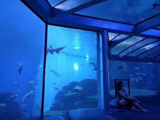 Woman silhouette in front of big aquarium. Dark blue photo with sea fish.