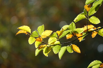 Buchenzweige im Herbst
