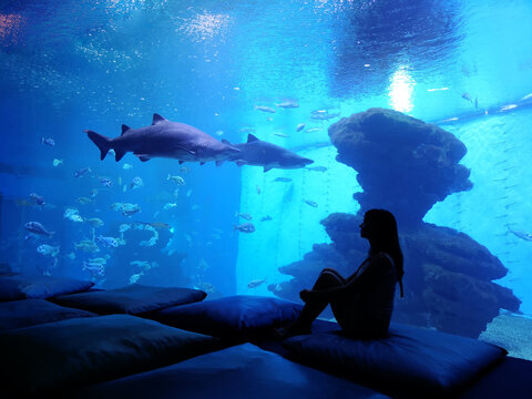 Woman silhouette in front of big aquarium. Dark blue photo with sea fish.