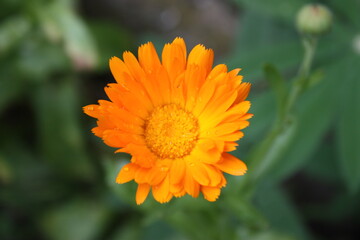 Pomarańczowy nagietek