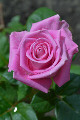 English rose in garden. English pink rose Princess Alexandra of Kent.