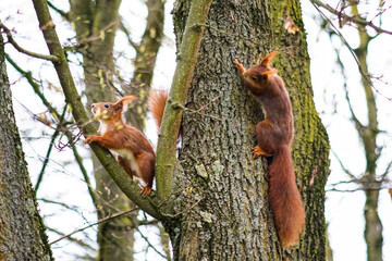 Fototapeta na wymiar Eichhörnchen im Garten beim Nüsse Essen