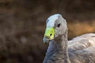 Water bird goose at a little lake in the wilderness of Australia at a hot and sunny day.