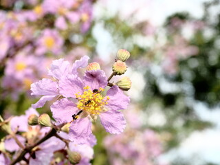 pink cherry blossom