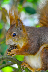 Eichhörnchen im Garten bei Nüsse essen