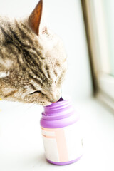 Tabby cat and pink plastic medicine bottle