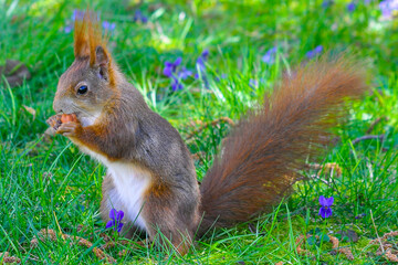 Naklejka na ściany i meble Eichhörnchen im Garten bei Nüsse essen