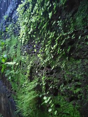 green wall plants with small leafs