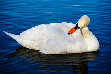 Schwan auf dem Teich