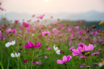 Beautiful pink or purple cosmos (Cosmos Bipinnatus) flowers garden in soft focus at the park with blurred mountain cosmos and  sky, selective focus.