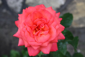 Róża makro