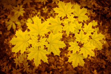 Yellow maple leaves on a young tree against the forest canopy. Natural background