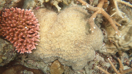 The coral disease at natural reef