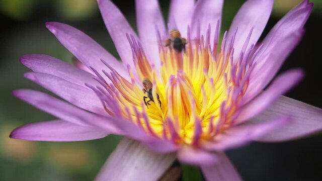 Closeup waterlily or lotus flower with two bees. concept of relationship.