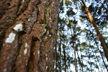 trunk of a tree