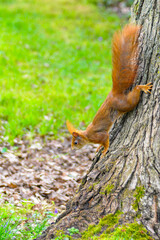 Eichhörnchen im Garten bei Nüsse essen
