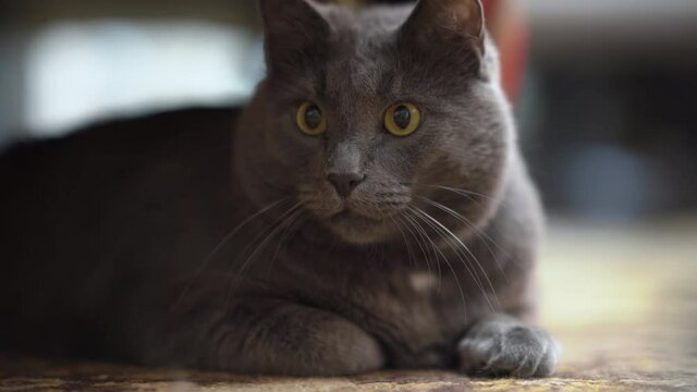 Domestic gray cat with eyes wide open lying on the floor.