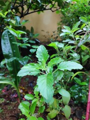 Krishna Thulasi, Krishna Thulasi in garden
