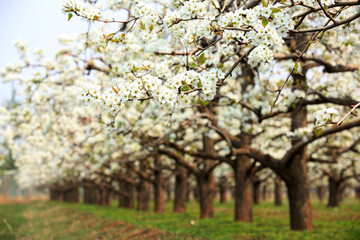 Pear trees blossom in spring