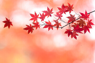 モミジの紅葉

