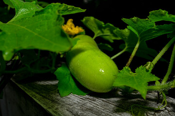 Obraz premium eggplant in the garden