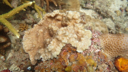 The coral disease at natural reef