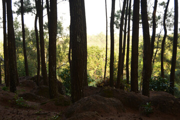 morning in the forest