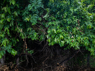 Lush bushes green tropical leaves background 