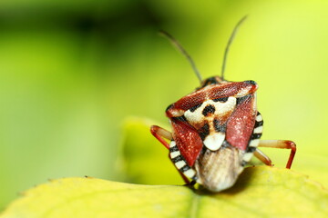 beautiful insect on a juicy green leaf, beetle