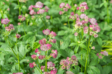 Obraz premium Astrantia major 'Ruby Wedding'