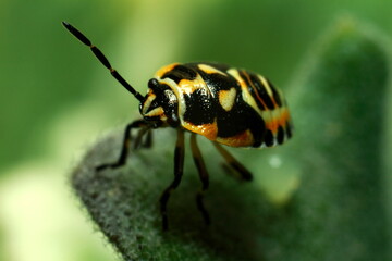 beautiful insect on a juicy green leaf, beetle